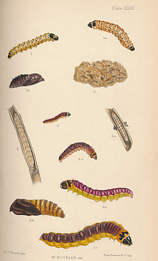 The Larvae of the British Butterflies and Moths. Vol. II. [The Sphinges or Hawk-Moths and Part of the Bombyces]