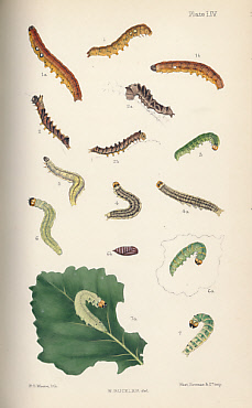 The Larvae of the British Butterflies and Moths. Vol. IV. [The First Portion of the Noctuae.]