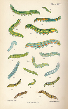The Larvae of the British Butterflies and Moths. Vol. VI. [The Third and Concluding Portion of the Noctuae.]