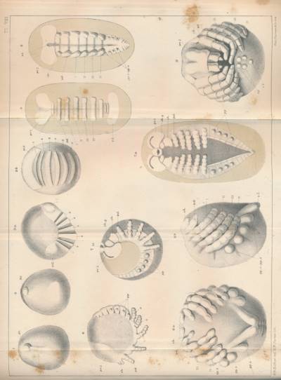 Studies from the Morphological Laboratory in the University of Cambridge.