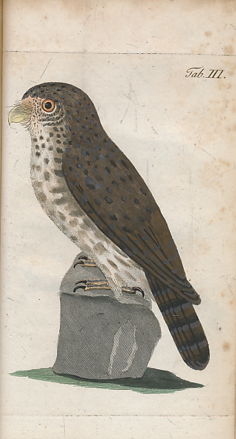 Ornithologia Suecica. 2 volumes in one.