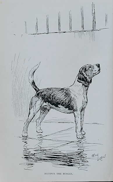 Hotspur the Beagle