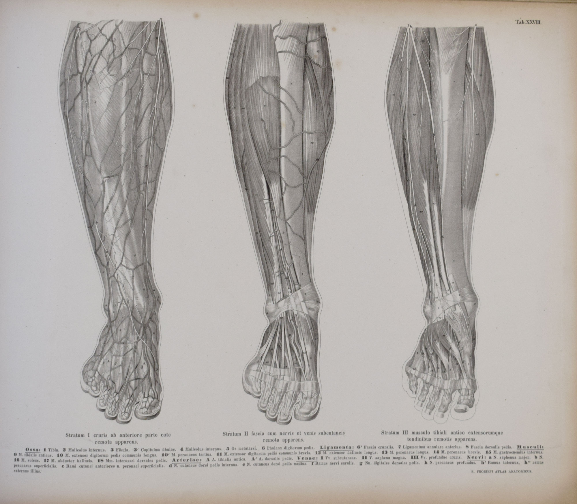Atlas Anatomicus Partium Corporis Humani per Strata Dispositarum Imagines
