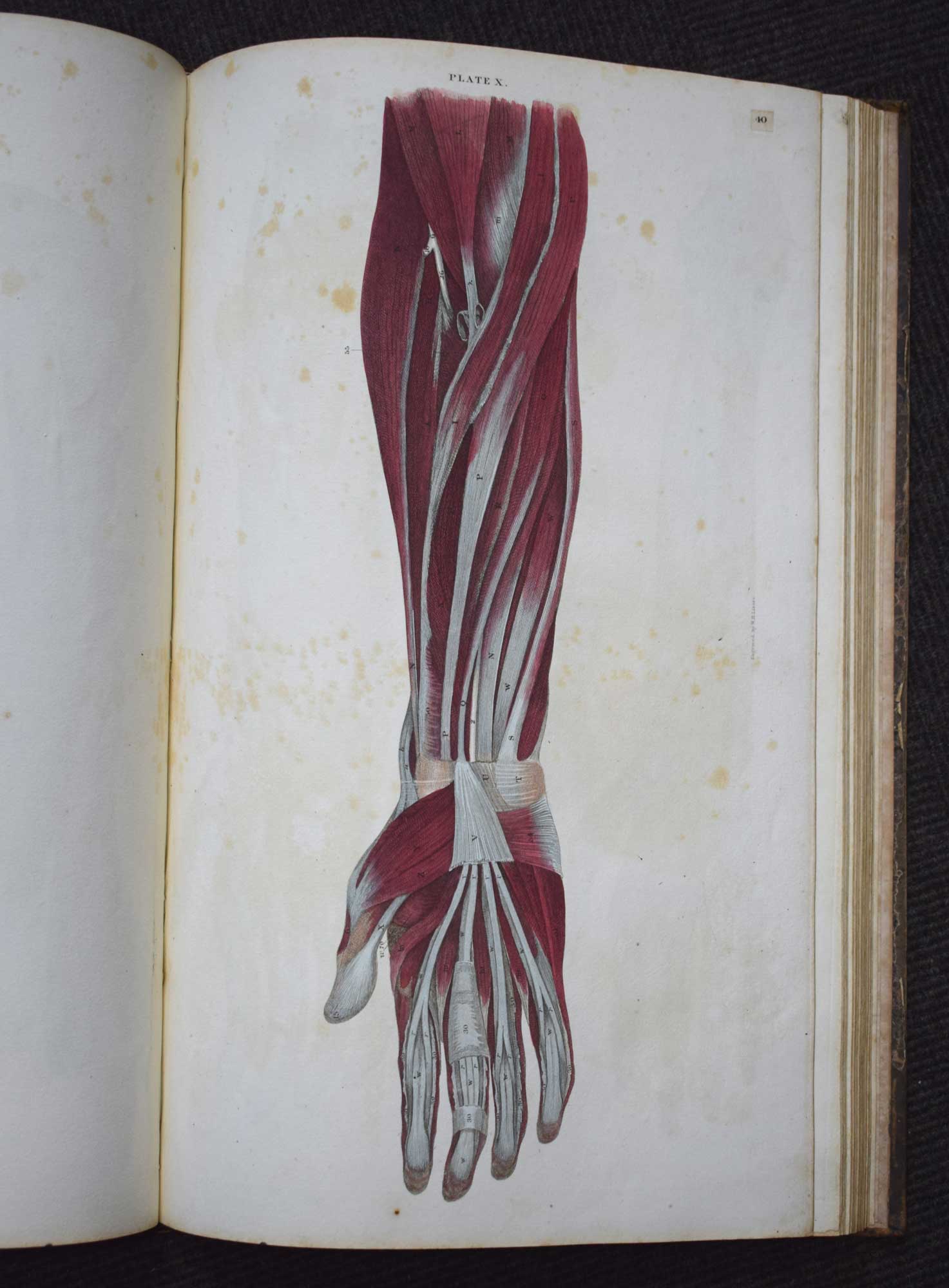 A System of Anatomical Plates of the Human Body, Accompanied with Descriptions, and Physiological, Pathological, and Surgical Observations.