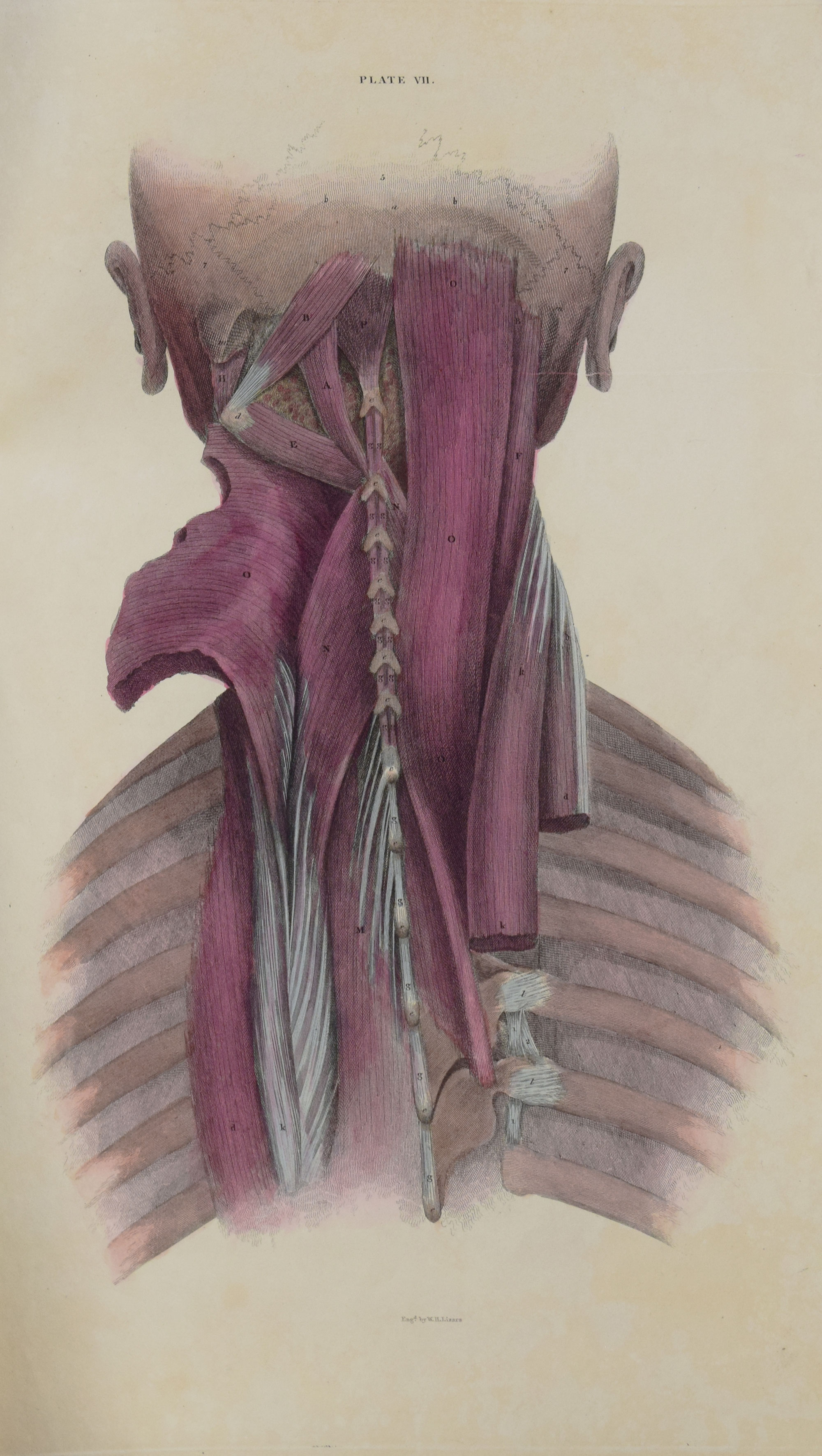 System of Anatomical Plates with Descriptive Letter-Press. Part IV - the Muscles of the Trunk.