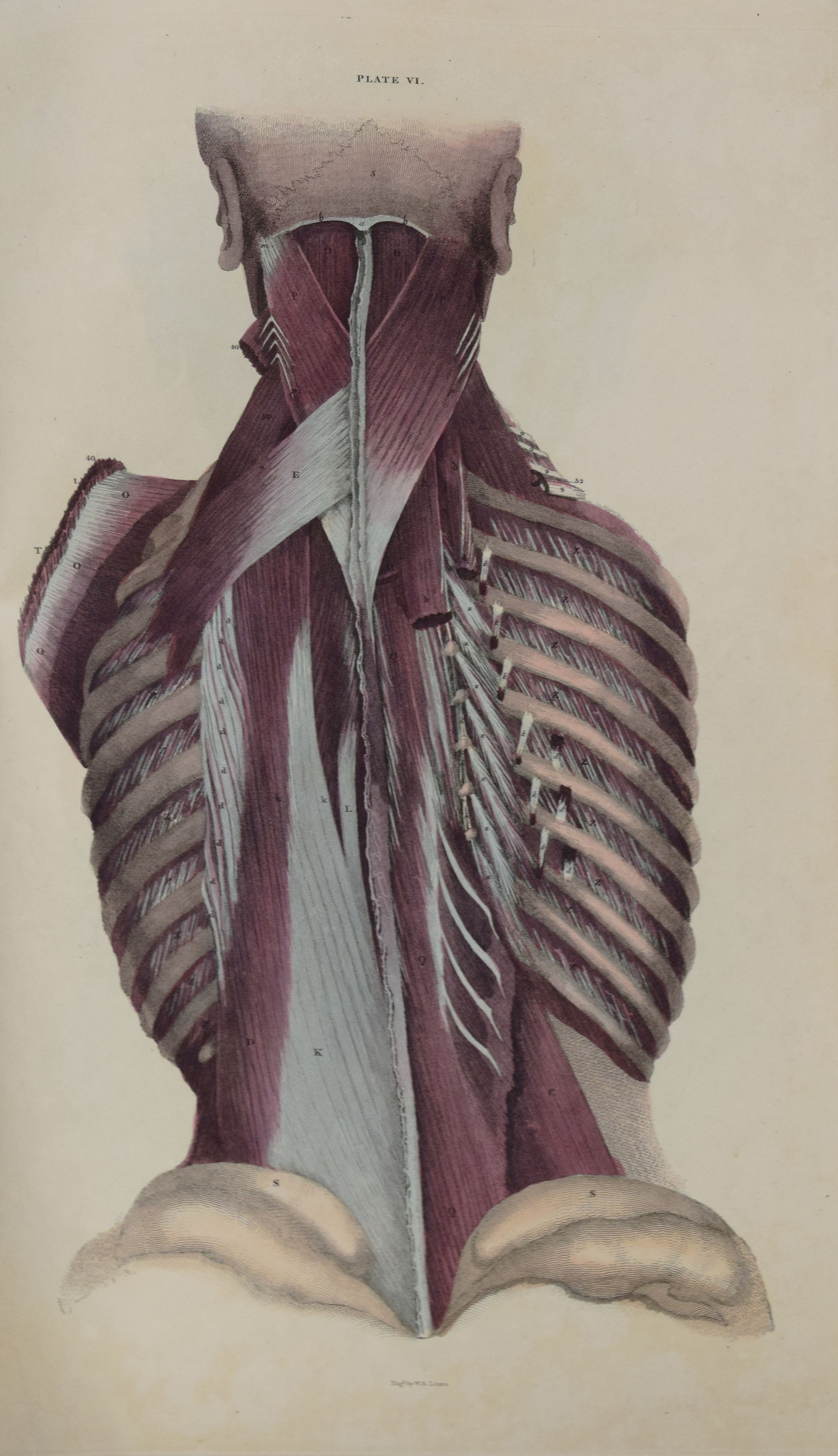 System of Anatomical Plates with Descriptive Letter-Press. Part IV - the Muscles of the Trunk.