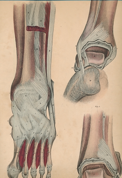 System of Anatomical Plates with Descriptive Letter-Press. Part VI - Muscles and Joints of the Lower Extremity.