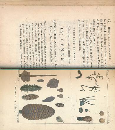 LARARCK, J B; MIRBEL, B;  DESERVE, J E [ILLUS.] - Histoire Naturelle Des Vegetaux, Classes par Familles. Volume XV