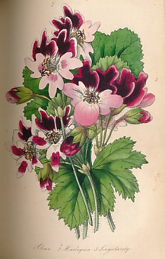 The Florist. Volume First. January to December. 1848.