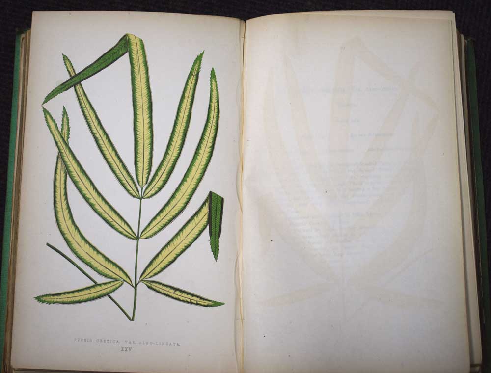 A Natural History of New and Rare Ferns: Containing Species and Varieties, None of Which Are Included In Any of the Eight Volumes of 'Ferns, British and Exotic,' Amongst Which Are the New Hymenophyllums and Trichomanes