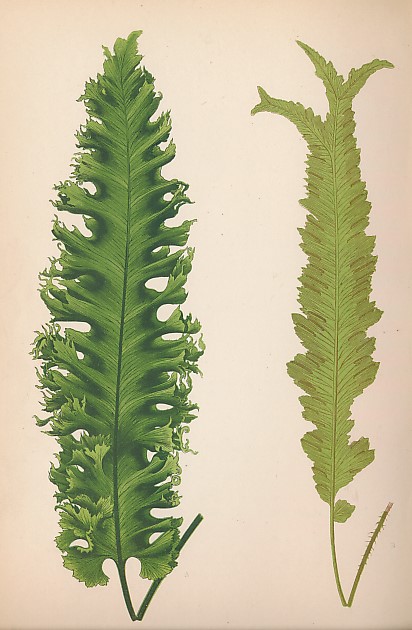 A Natural History of New and Rare Ferns: Containing Species and Varieties, None of Which Are Included In Any of the Eight Volumes of 'Ferns, British and Exotic,' Amongst Which Are the New Hymenophyllums and Trichomanes