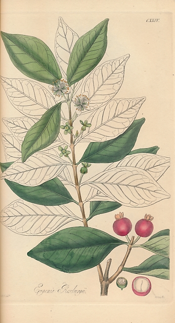 The Journal of Botany, Being a Second Series of the Botanical Miscellany; Containing Figures and Descriptions of Such Plants as Recommend Themselves by their Novelty, Rarity, or History, ... Volume I.