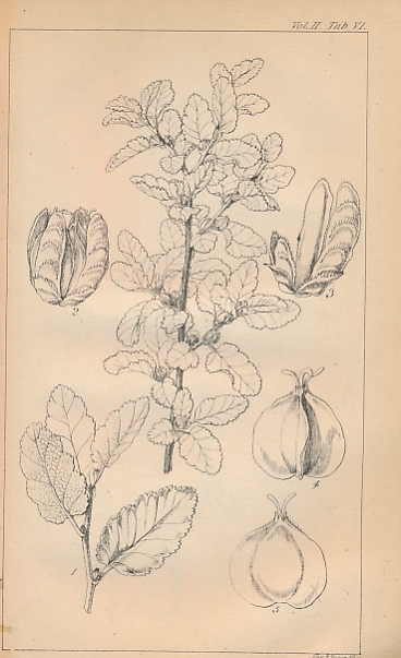 The Journal of Botany; Containing Figures and Descriptions of Such Plants as Recommend Themselves by their Novelty, Rarity, History, or Uses; Together with Botanical Notices and Information,... Volume II.