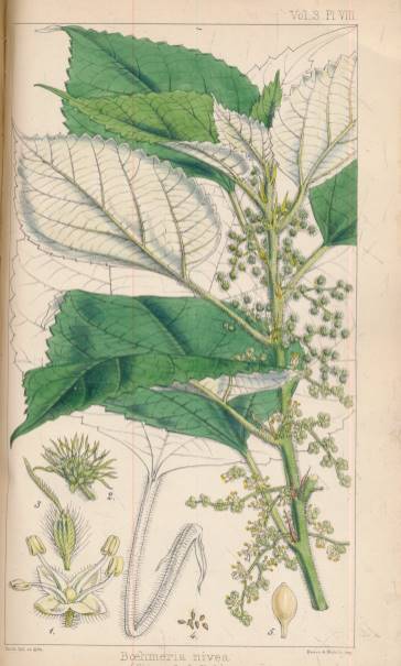 Hooker's Journal of Botany and Kew Garden Miscellany. Volume III.