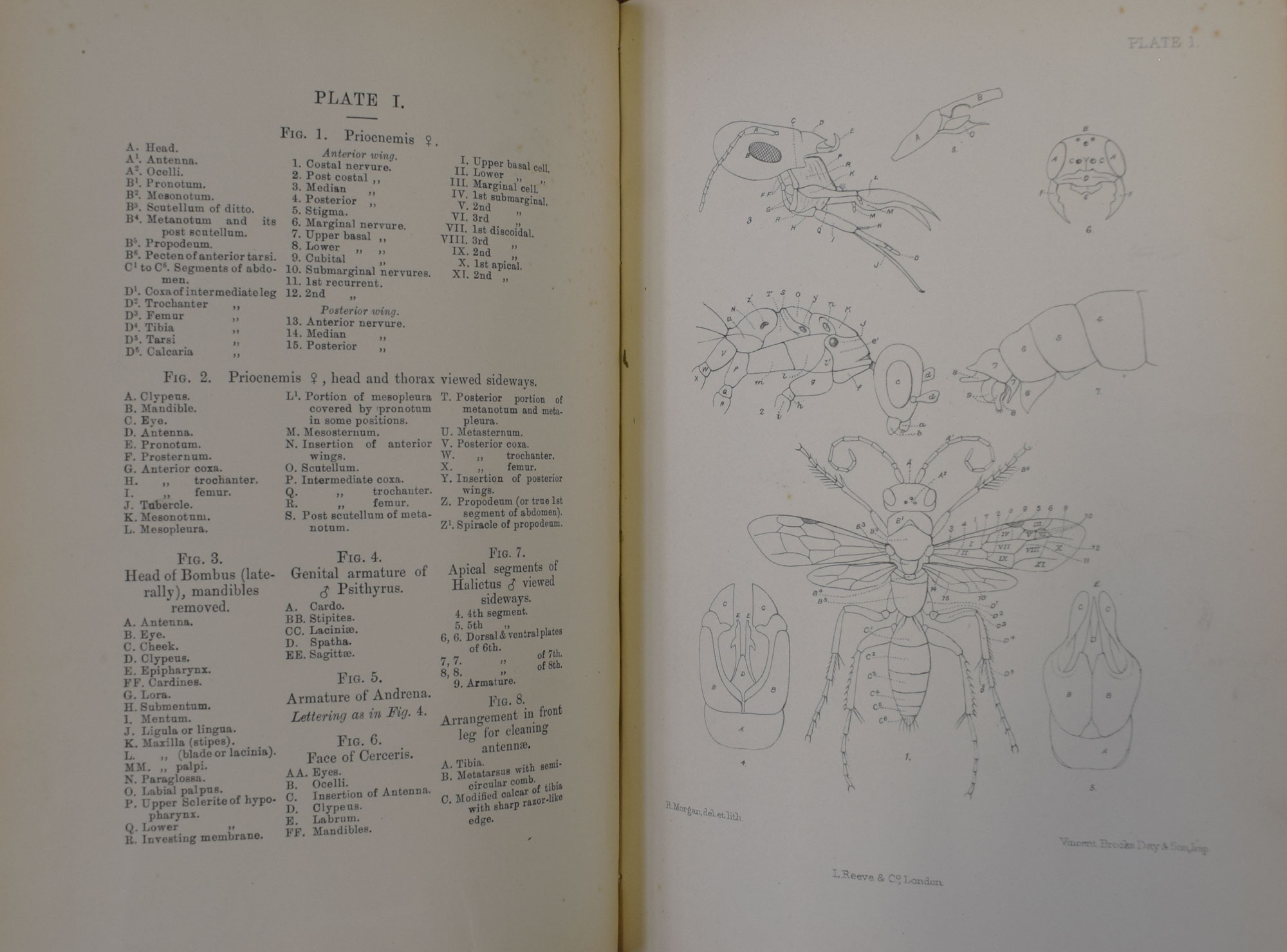 The Hymenoptera Aculeata of the British Islands. A Descriptive Account of the Families, Genera, and Species Indigenous to Great Britain and Ireland, with Notes as to Habits, Localities, Habitats, etc. Colour plate edition.