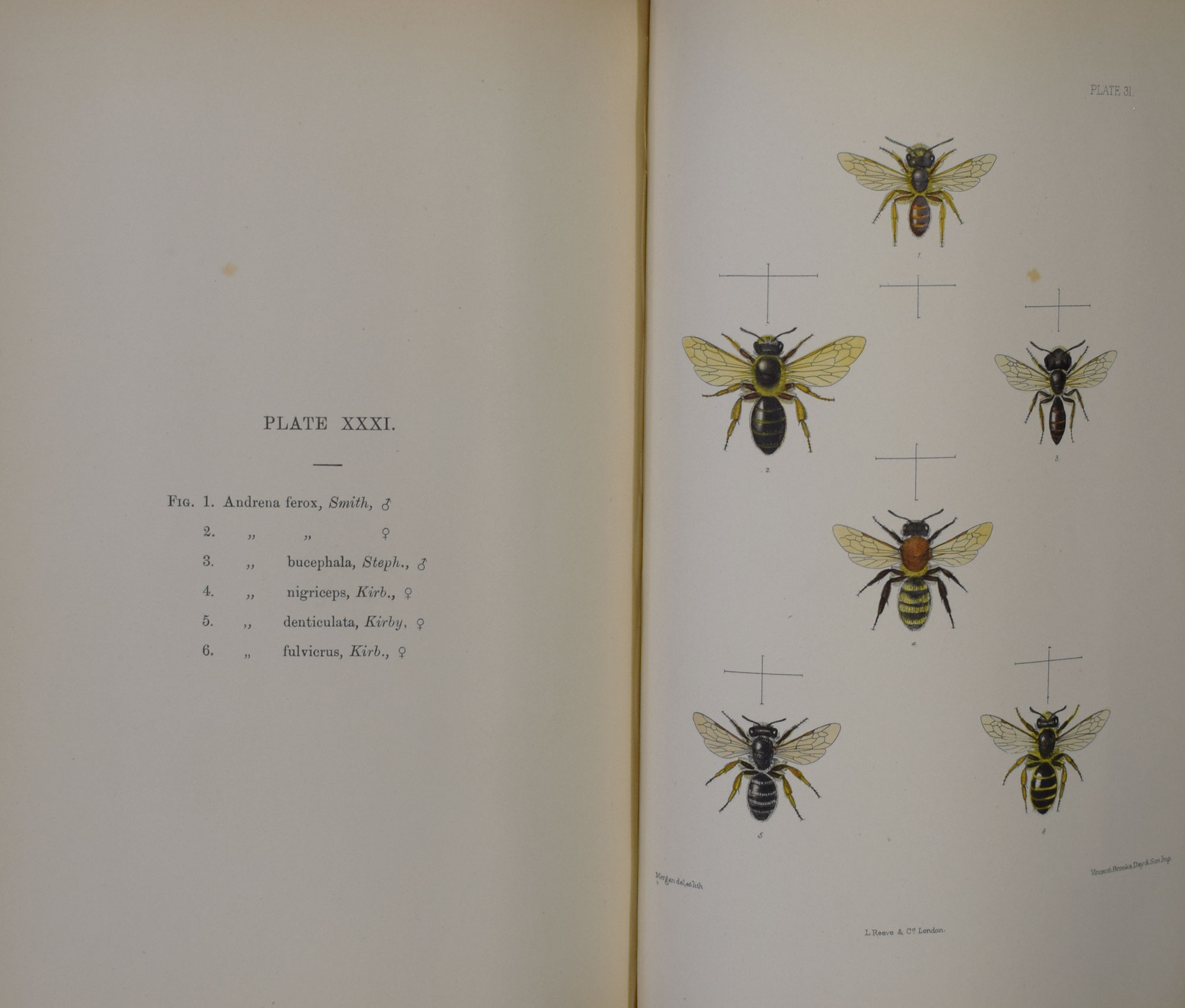 The Hymenoptera Aculeata of the British Islands. A Descriptive Account of the Families, Genera, and Species Indigenous to Great Britain and Ireland, with Notes as to Habits, Localities, Habitats, etc. Colour plate edition.