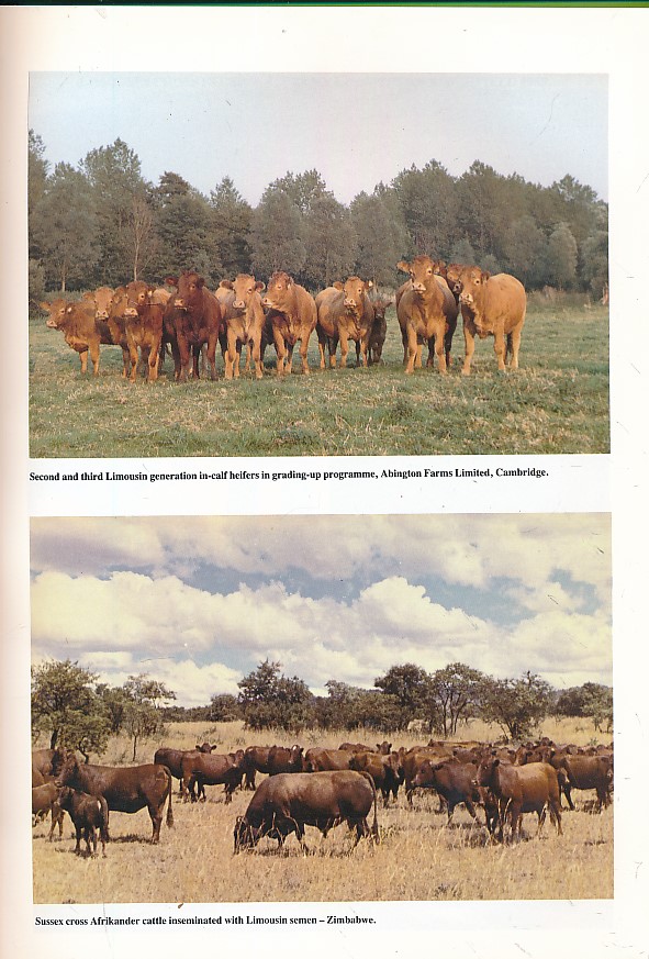 Limousin Cattle in the United Kingdom. Published on the Centenary of the French Limousin Herd Book.
