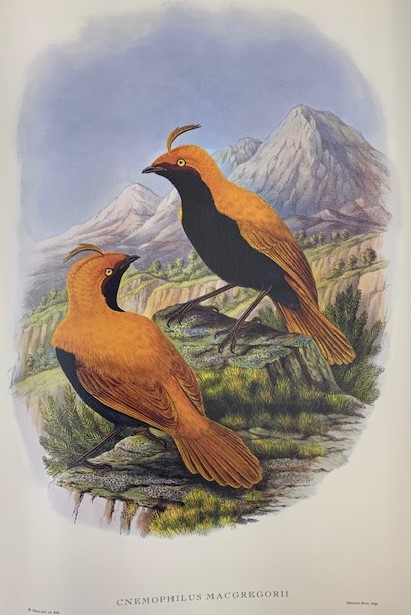 Monograph of the Paradiseid or Birds of Paradise and Ptilonorhinchid, or Bower-Birds.