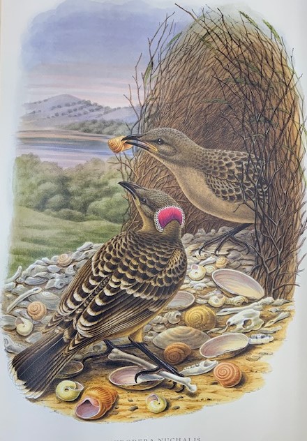 Monograph of the Paradiseid or Birds of Paradise and Ptilonorhinchid, or Bower-Birds.