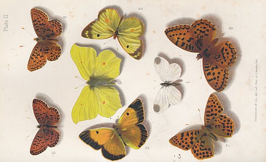 Butterflies and Moths [British]
