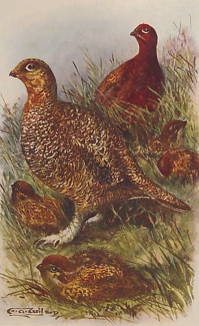 The Grouse in Health and Disease. Being the Popular Edition of the Report of the Committee of Inquiry on Grouse Disease.
