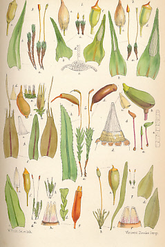 Handbook of British Mosses; comprising all that are known to be natives of The British Isles.
