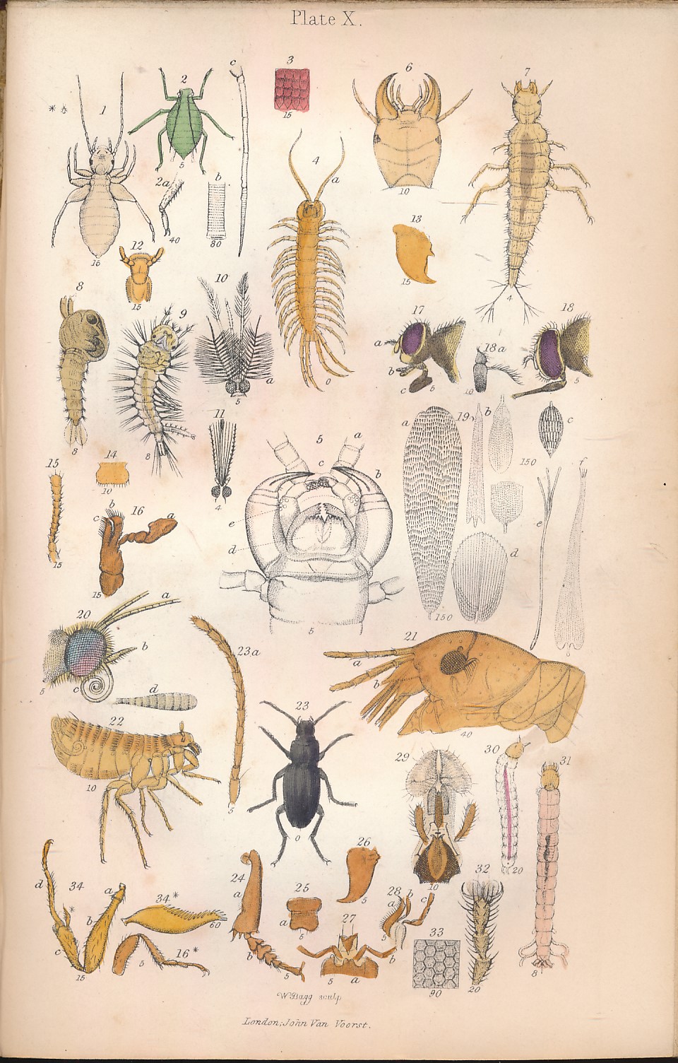 An Elementary Text-Book of the Microscope