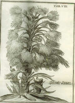 Anthologia sive de floris natura libri tres plurimis inventis, observationibusque, ac Aereis Tabulis ornati.