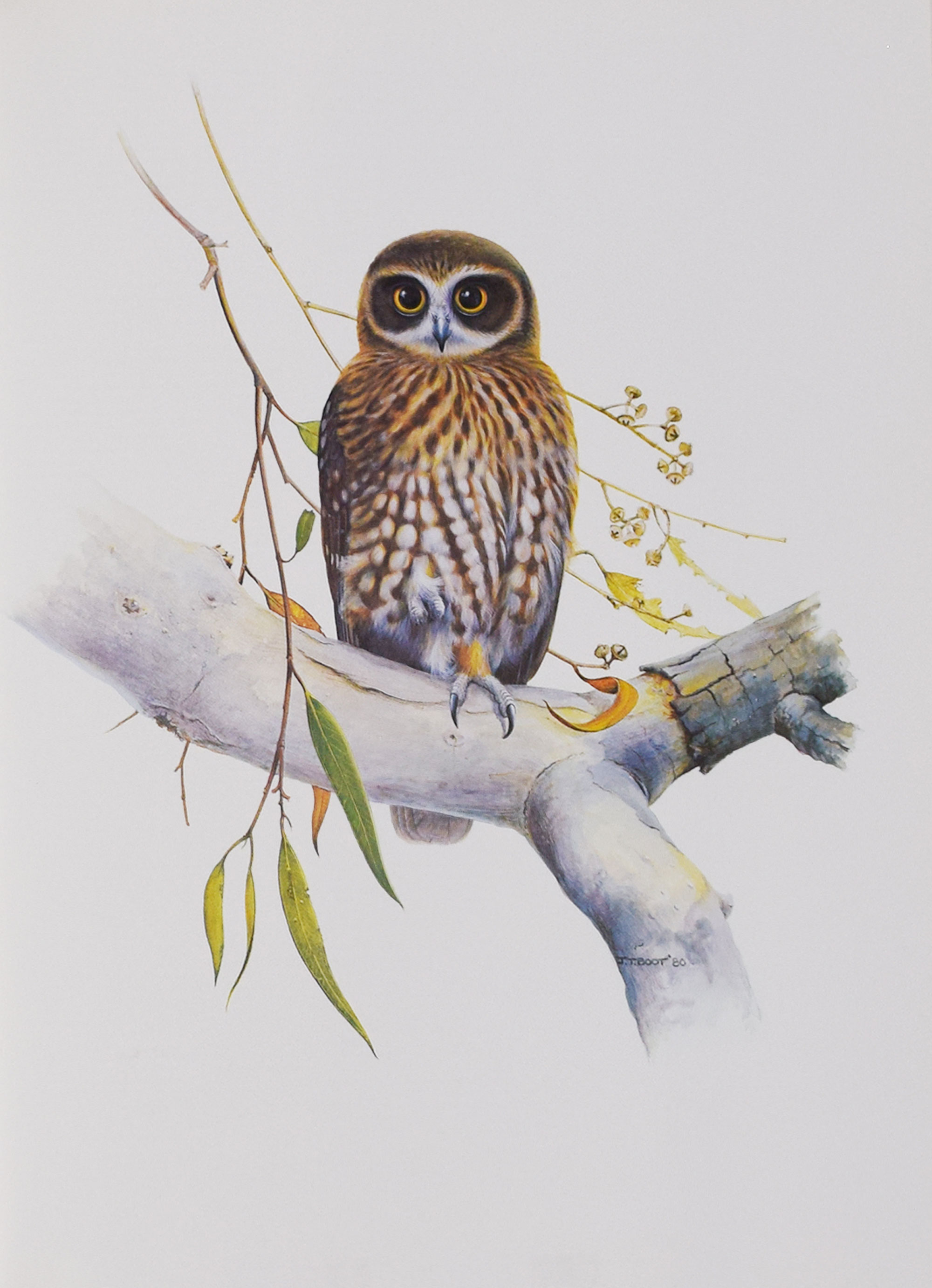 Nocturnal Birds of Australia. Signed limited edition with signed limited edition print.