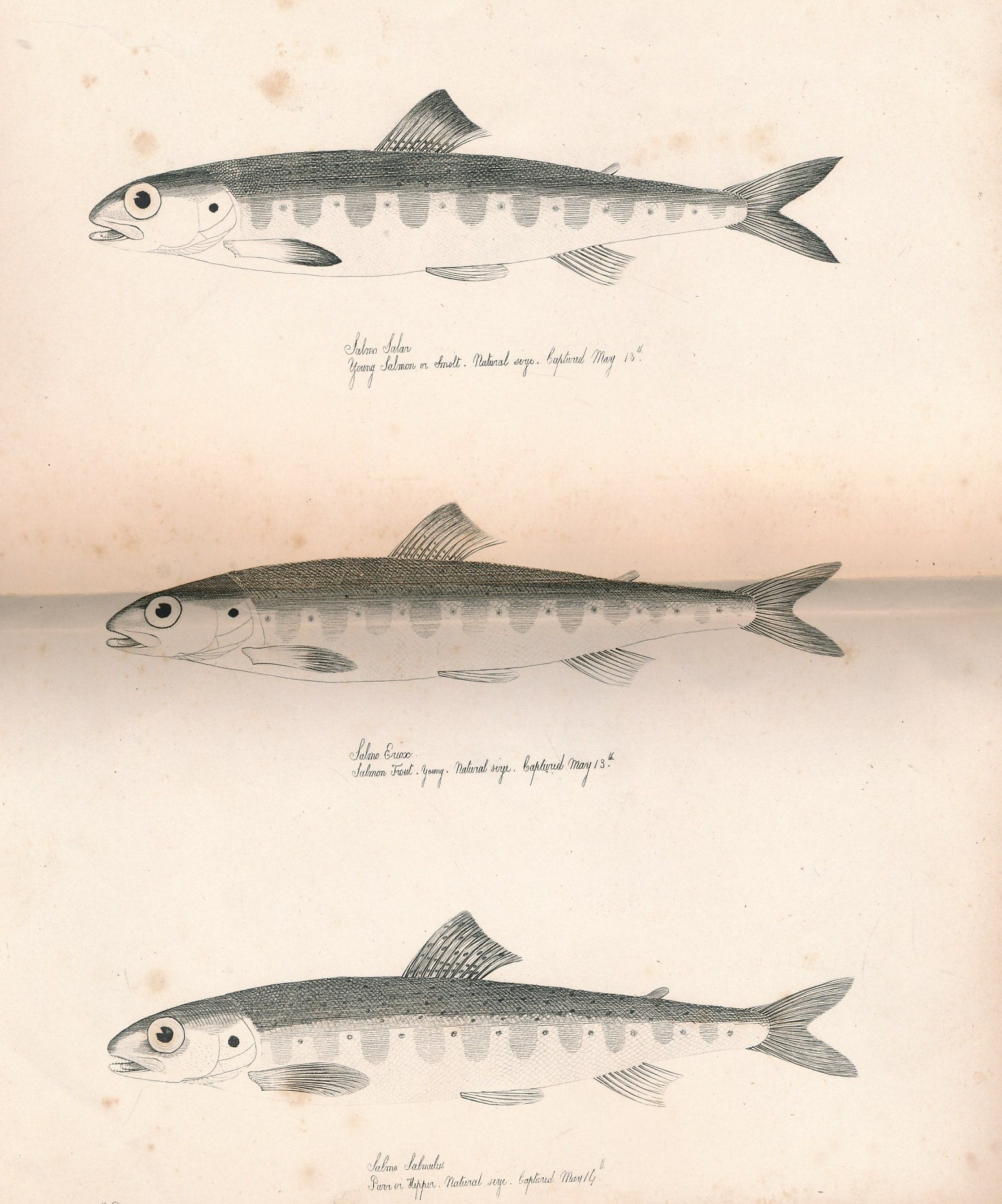 Prize Essay on the Fishes of the District of the Firth of Forth