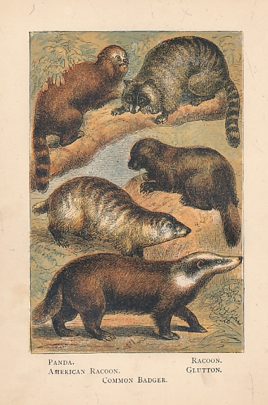 Animals. Warne's Picture Natural History.
