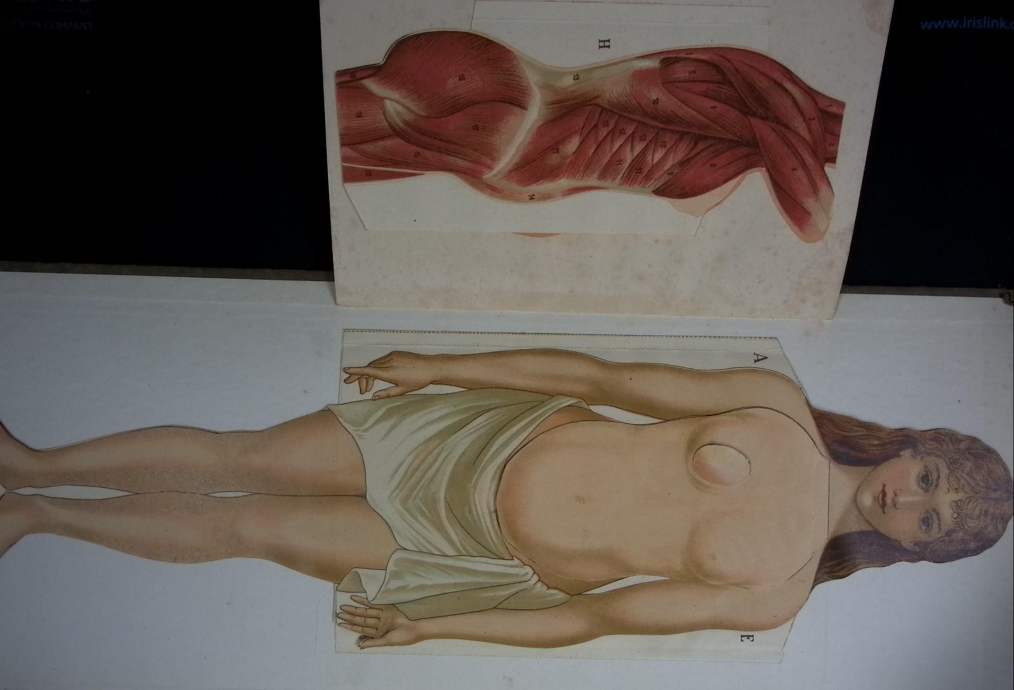 Dr Minder's Anatomical Manikin of the Female Body.