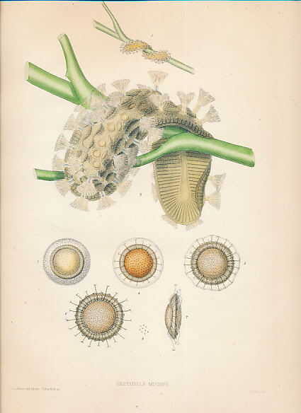 A Monograph of the Fresh-water Polyzoa Including All the Known Species Both British and Foreign