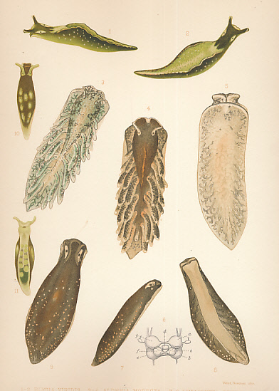 A Monograph of the British Nudibranchiate Mollusca. Seven volume set plus supplementary volume.