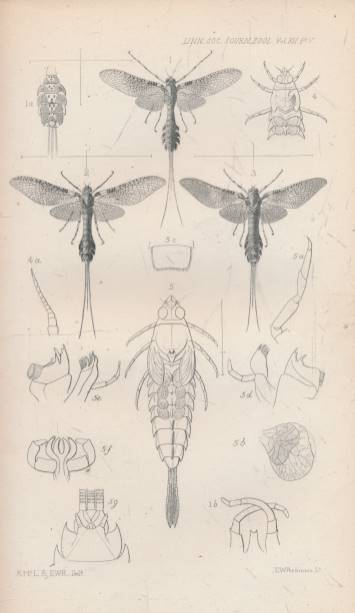 The Journal of the Linnean Society. [Zoology] Volume XII. February 1874 - September 1876.