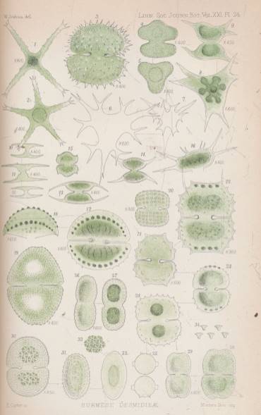 The Journal of the Linnean Society. [Botany] Volume XXI. December 1882 - April 1884 - January 1886.