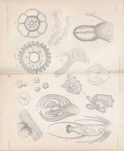 The Journal of the Linnean Society. [Botany] Volume XXIV.  June 1887 - December 1888.