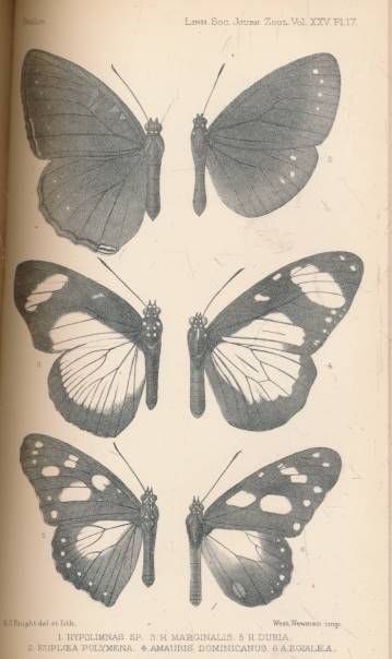 The Journal of the Linnean Society. [Zoology] Volume XXV. October 1894 - December 1896.