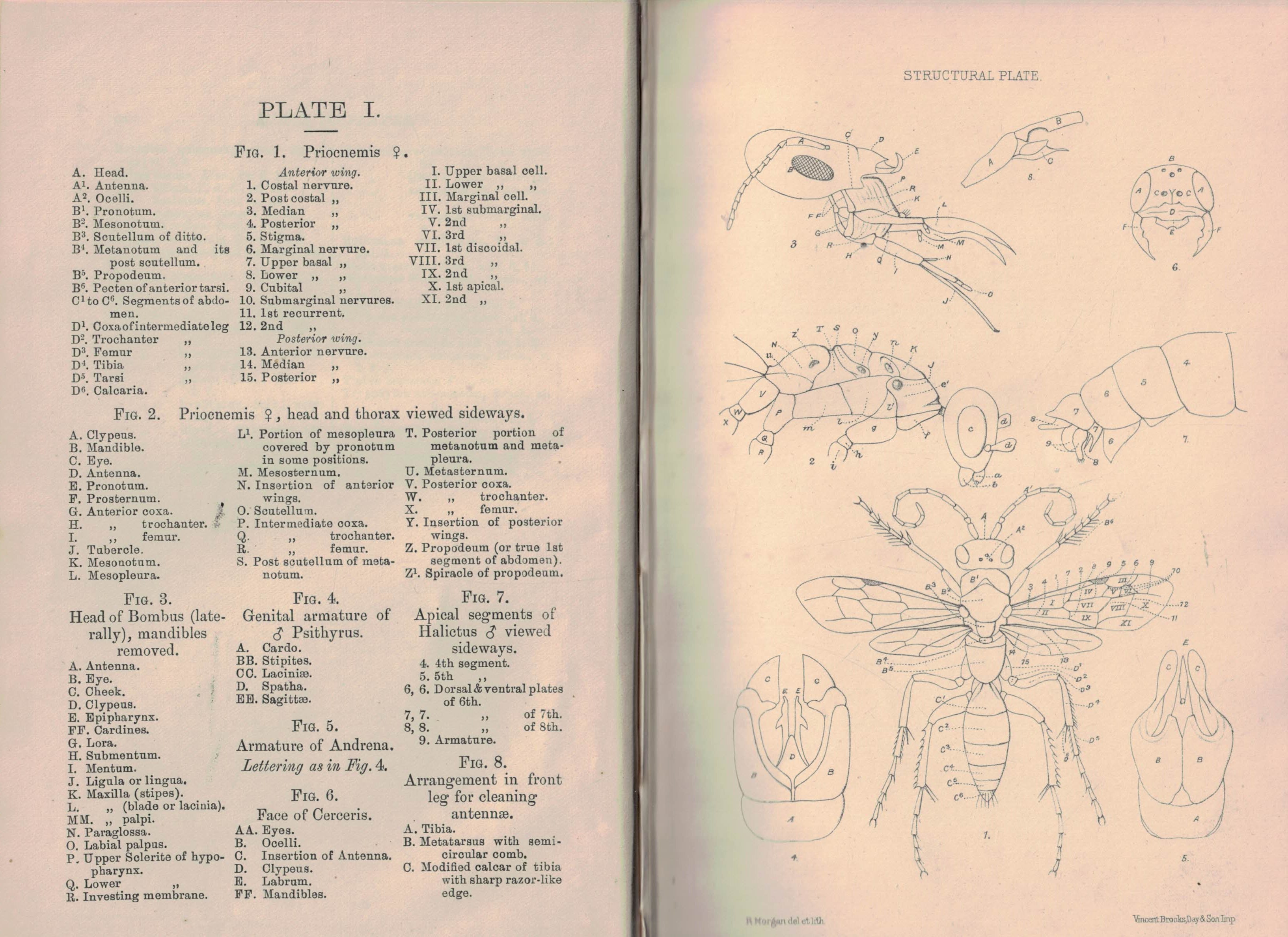 The Hymenoptera Aculeata of the British Islands. A Descriptive Account of the Families, Genera, and Species Indigenous to Great Britain and Ireland, with Notes as to Habits, Localities, Habitats, etc.