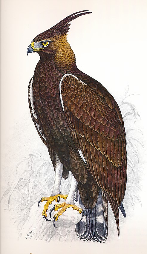 The Bird Paintings of C G Finch-Davies