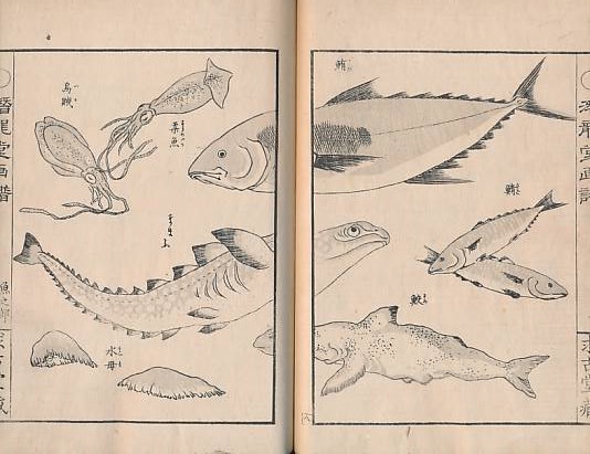 Japanese illustrated crêpe book. Sea Life.