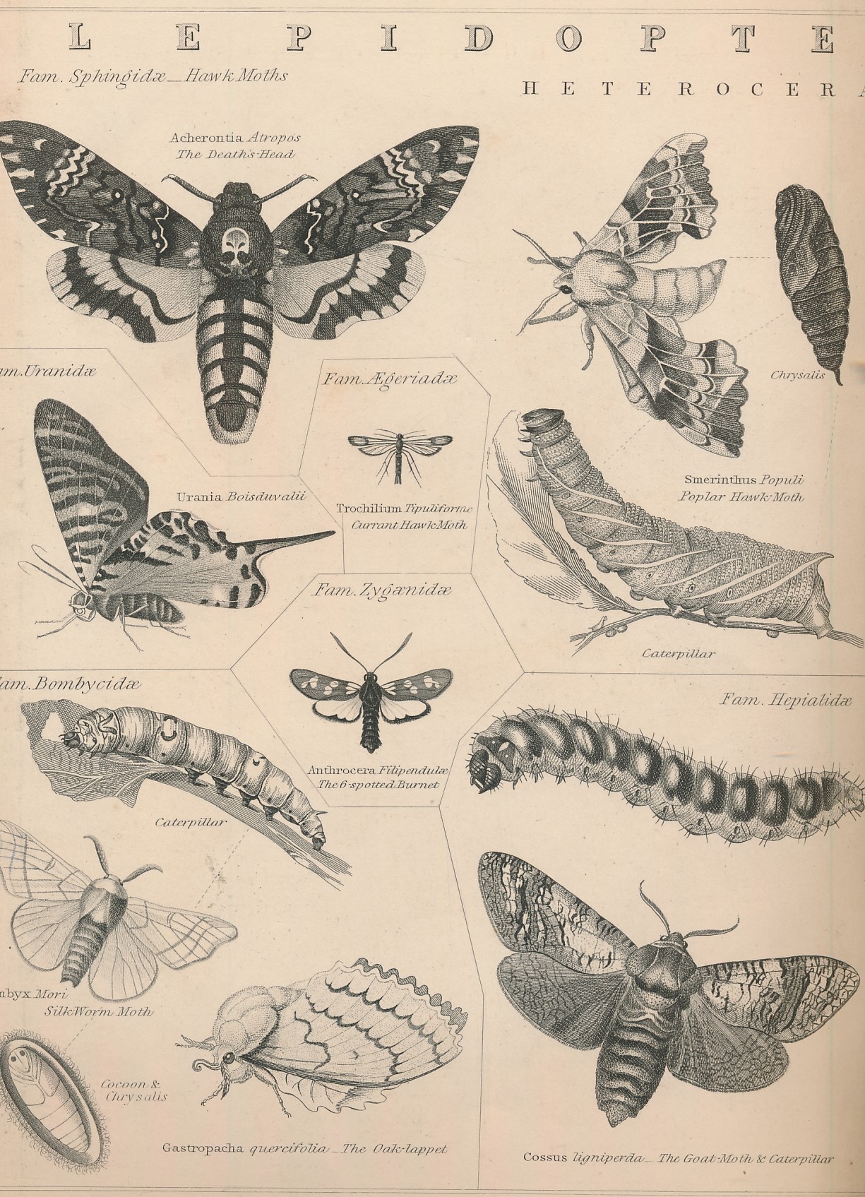 Tabular View of the Orders & Leading Families of Insects