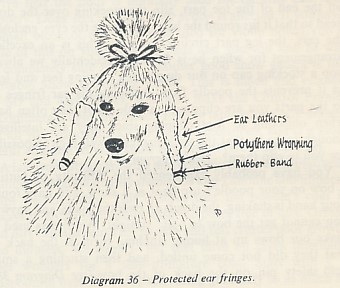 Clipping Your Poodle