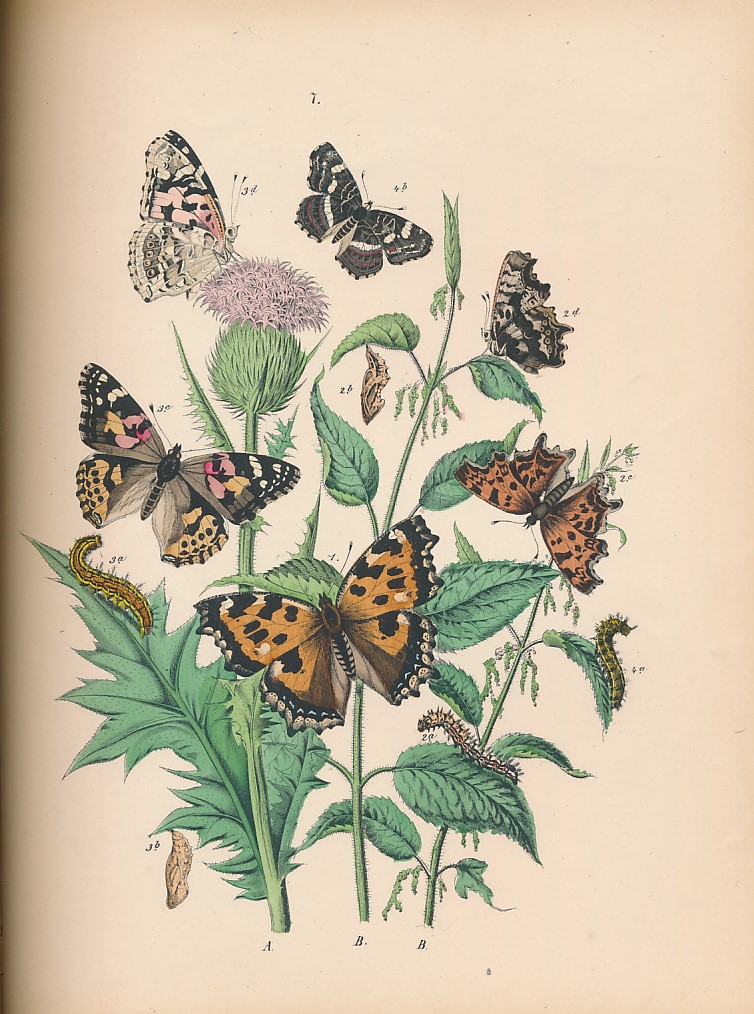 Cassell's Book of European Butterflies and Moths