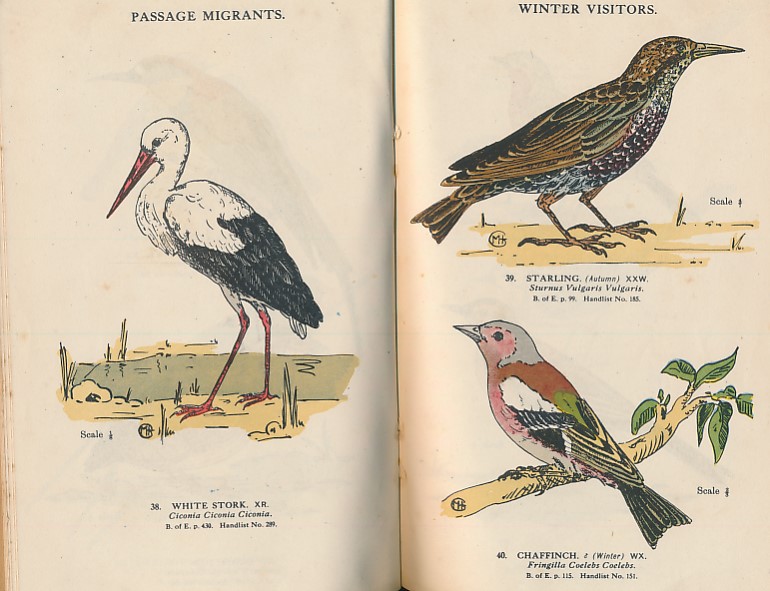 Sixty Common Birds of the Nile Delta