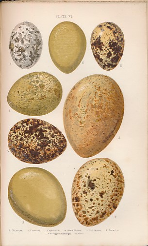 British Birds' Eggs and Nests, Popularly Described.