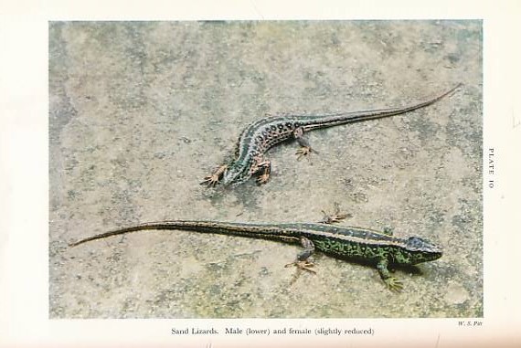 The British Amphibians and Reptiles. New Naturalist No. 20. 1951.