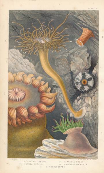 Actinologia Britannica. A History of the British Sea-Anemones and Corals. With Coloured Figures of the Species and Principal Varieties.