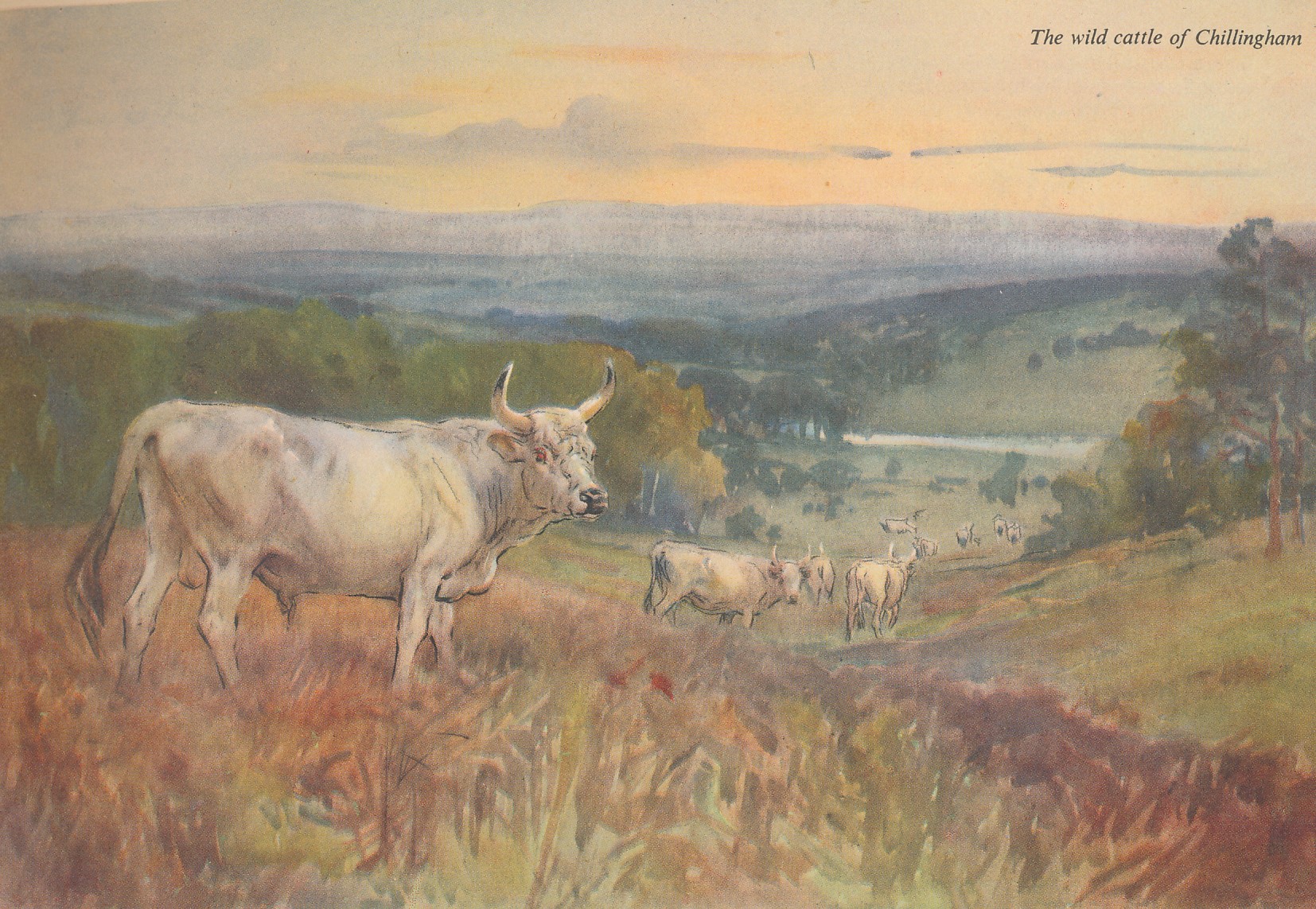 Our Cattle. Puffin Picture Book No. 59.