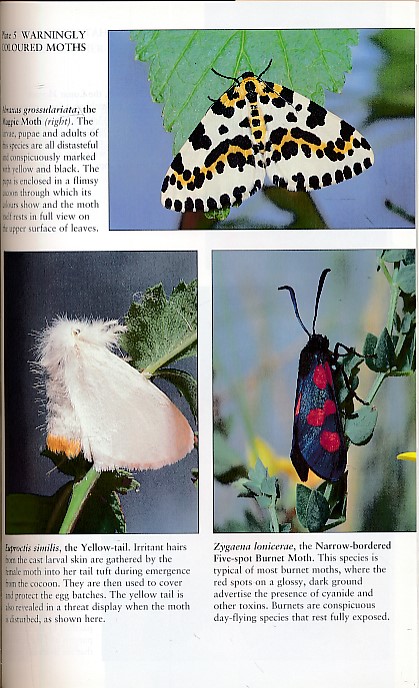 The Natural History of Moths